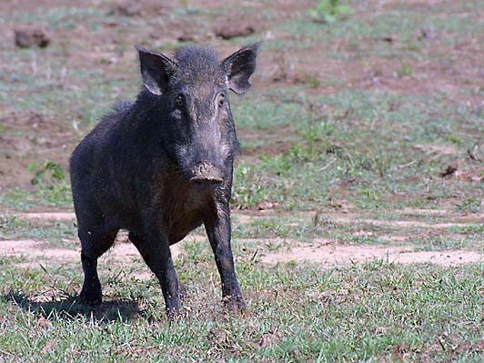 wild_boar.jpg