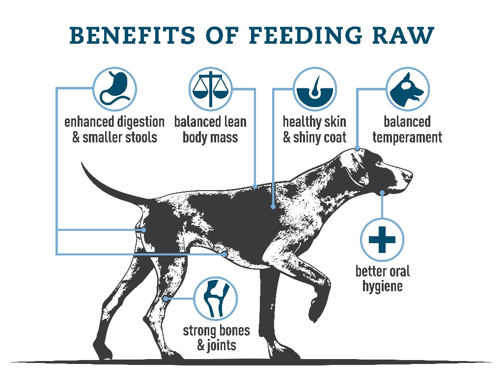 Benefits of outlet feeding dog raw