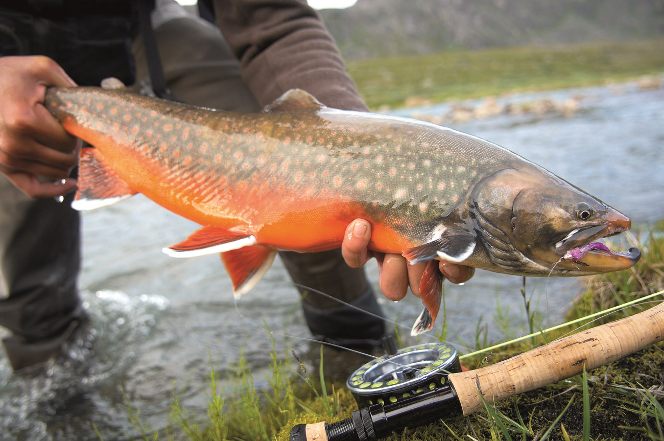 arctic-char-for-the-intrepid-gunsonpegs