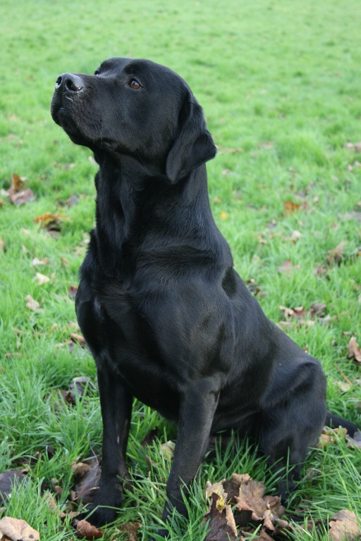 Fenway labrador store puppies for sale