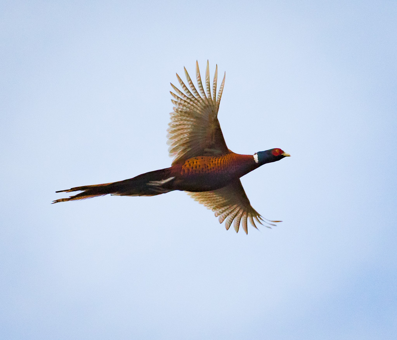 Collection 94+ Pictures pictures of pheasants flying Stunning