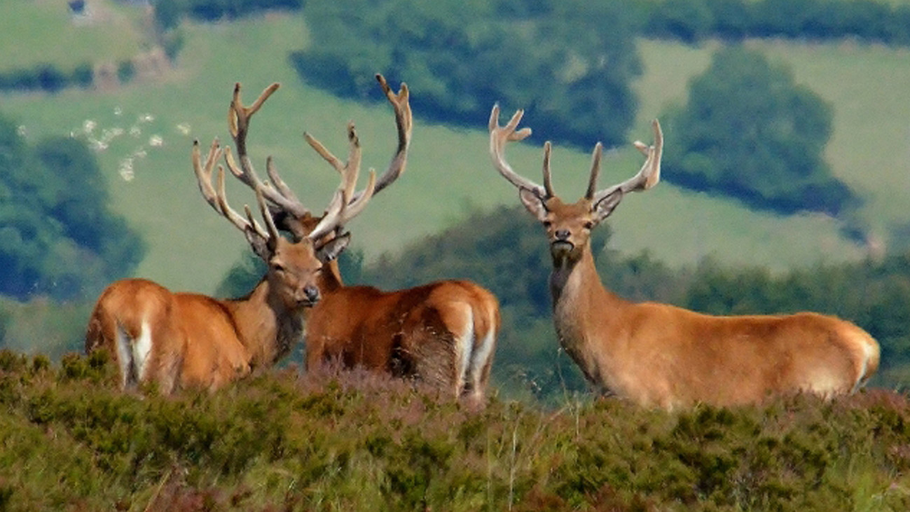 British Shooting Services Devon - Availability on GunsOnPegs